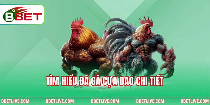 Tìm hiểu đá gà cựa dao chi tiết